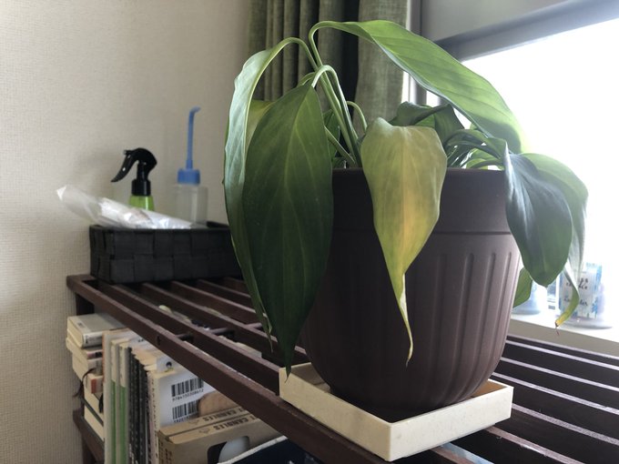 スパティフィラムの育て方 花が咲かないときの対処はどうする 2ページ目 Botanica
