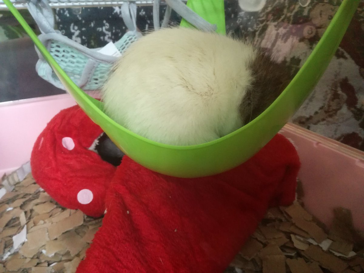x_marjolein1995's tweet photo. You can't see me, I'm hidden. He's so cute💚💚💚💚. #ratje https://t.co/ffkui9gyOi