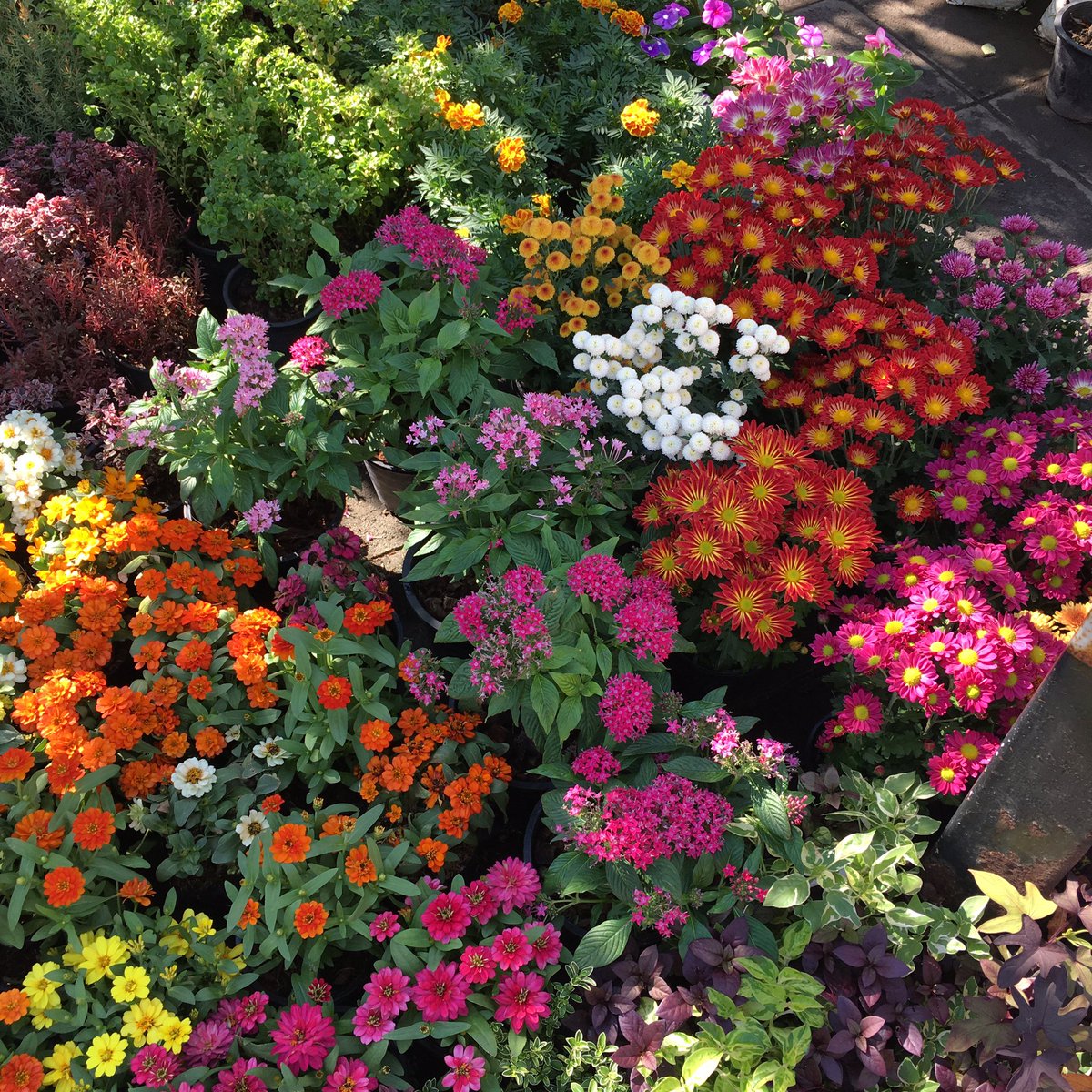 plnjai 𓇚 #lovesplash tweet media