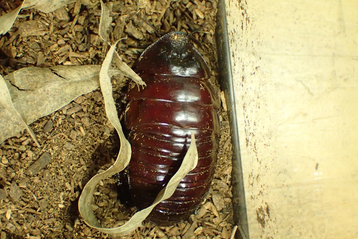 足立区生物園 みんなの憧れのゴキブリ ヨロイモグラゴキブリ の登場です この重量感と赤茶色の体は やっぱりかっこいいですね 足立区 生物園 ガサガサゴソゴソ展 ヨロイモグラゴキブリ まいにちゴキブリ 足立区生物園 みんなの憧れのゴキブリ ヨロイモグラゴキブリ の登場です この重量感と赤茶色の体は やっぱりかっこいいですね 足立区 生物園 ガサガサゴソゴソ展 ヨロイモグラゴキブリ まいにちゴキブリ