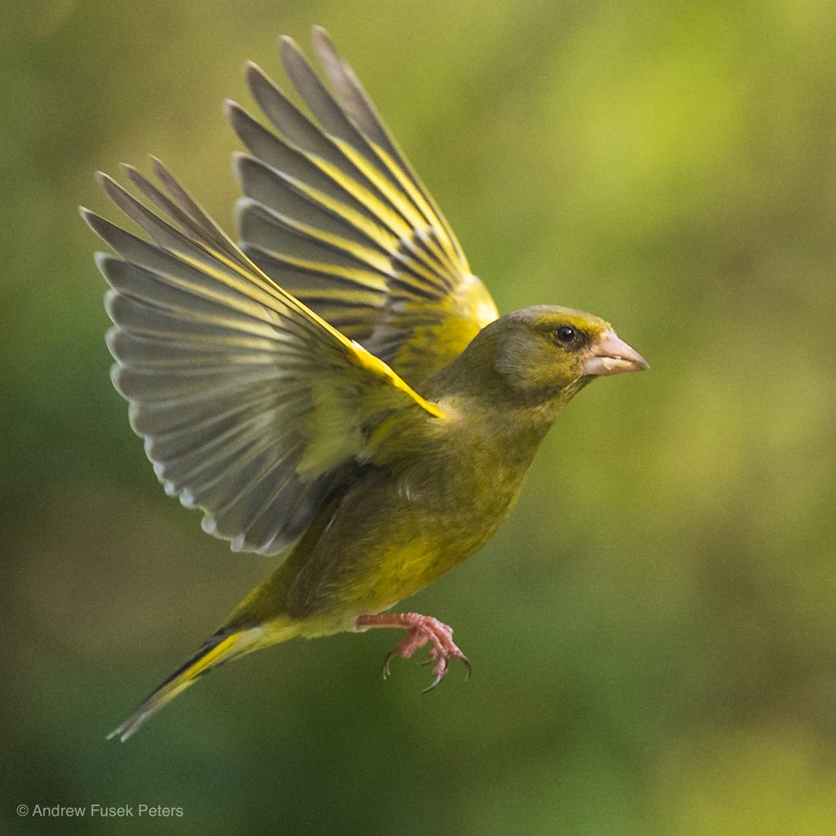 2peters's tweet photo. The glory of greenfinch in my garden @CPRE @Countrymaned @BBCCountryfile @BBCSpringwatch @OlympusUK @WPPmagazine @elementumjournl @MarkAvery @SteB777 #digitalcameraPOTD #bbcwildlifepotd https://t.co/FA1muhkG5L