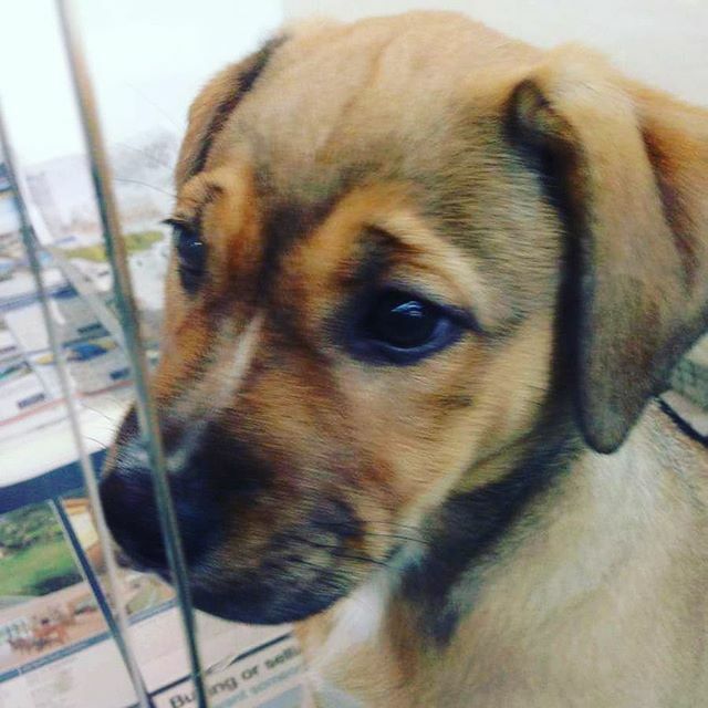 coachalanorr's tweet photo. 6 years ago this happened. Love at first sight! #dogheaven #cutepuppy #doglover https://t.co/5rbeB71J82