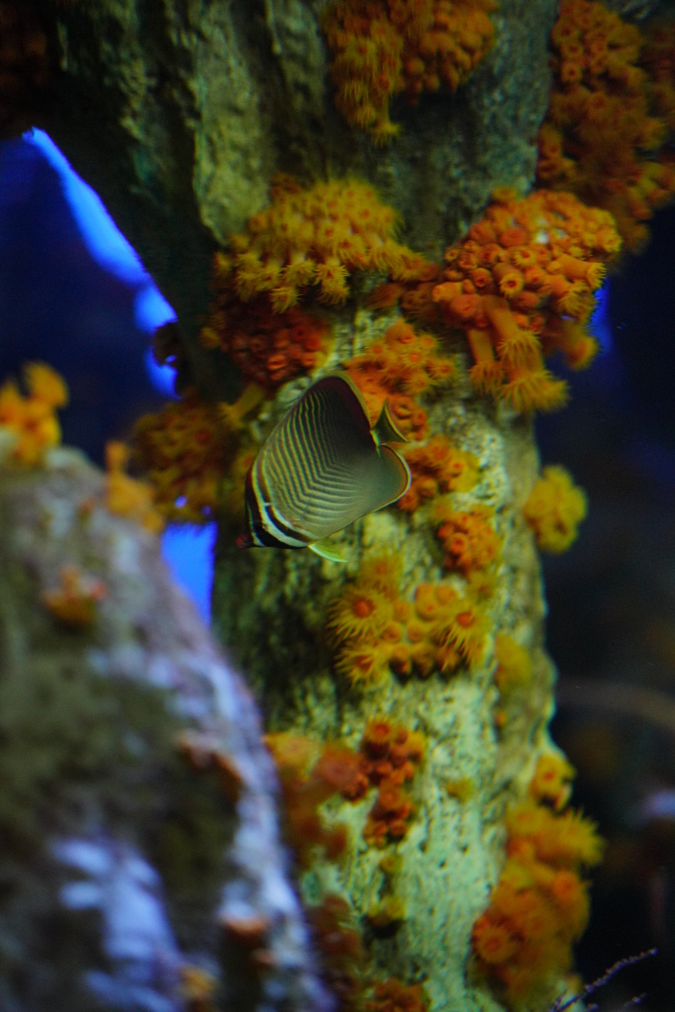ロード 19 12 7 サンシャイン水族館 Isoとかだから加工したほうがいいと思いますがとりあえず 撮って出し Sel135f18gm riii ミラーレス