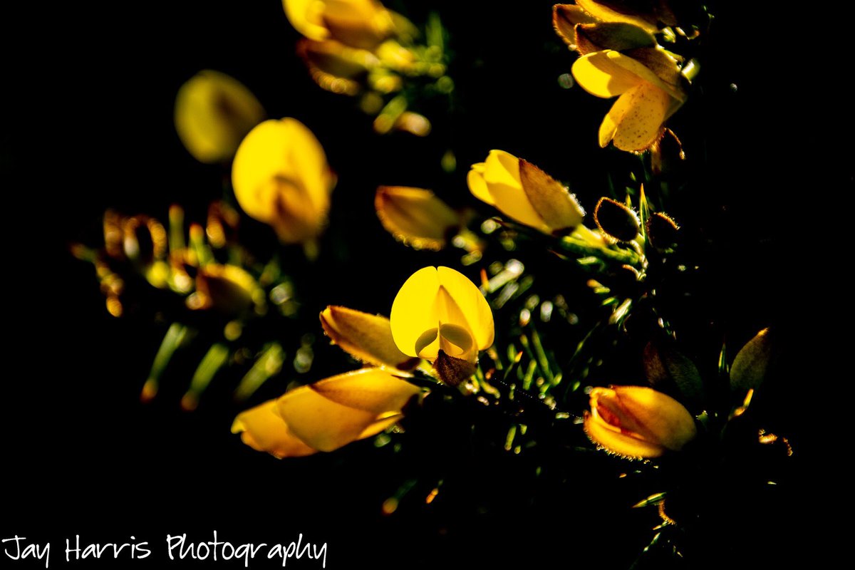 JayHarrisPhoto1's tweet photo. Had a couple of outings locally with the camera this week - overall I was disappointed with the results but managed a couple I like!

#checkyoursettings
#schoolboyerrors #alwaysanotherday https://t.co/IhkxCmuGLV