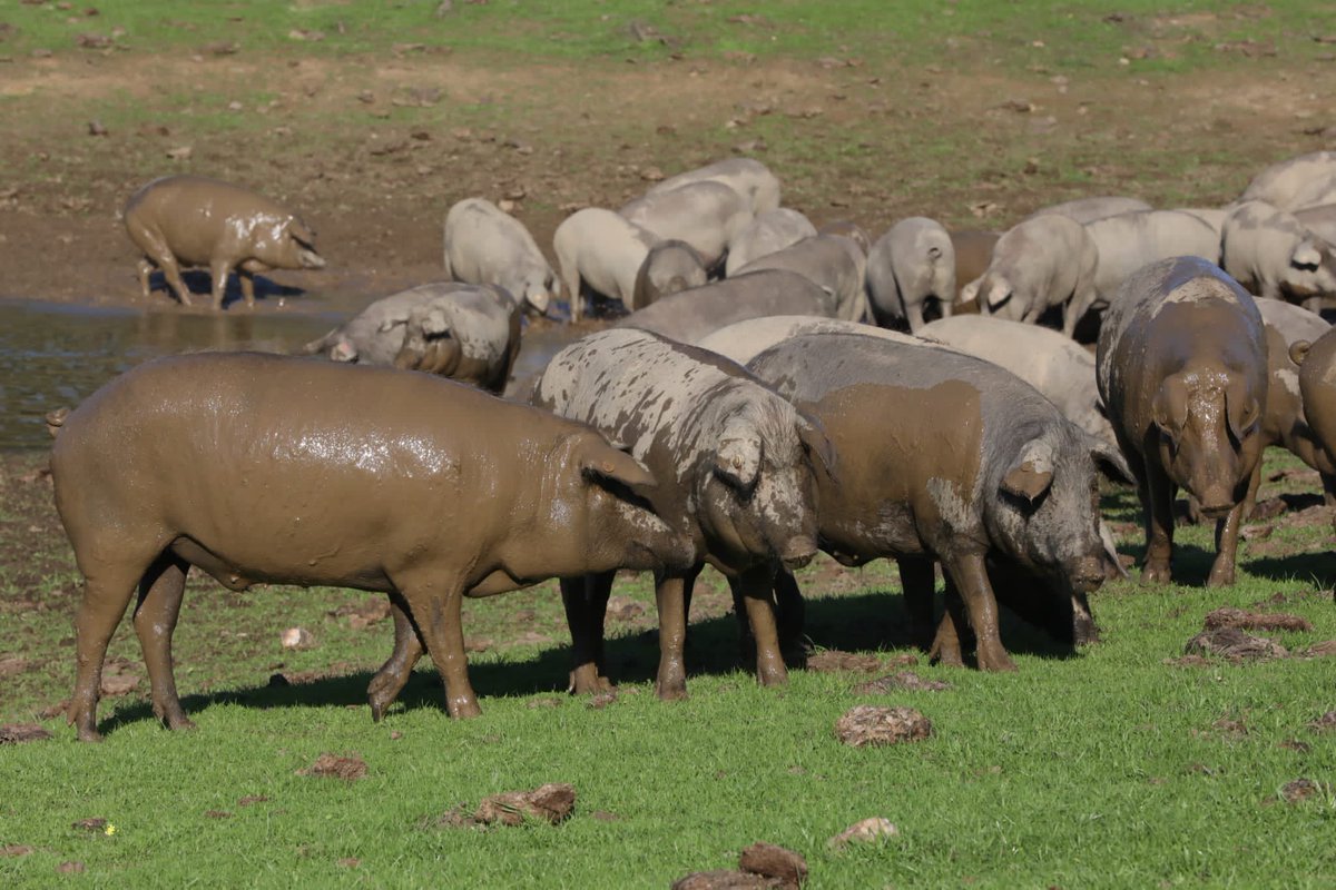Manifiesto por la cocina rural. Artículo de África Mateo <a href="/africamateo/">Africa Mateo</a> bit.ly/terraezafra

<a href="/TerraeRural/">TerraeRural</a>