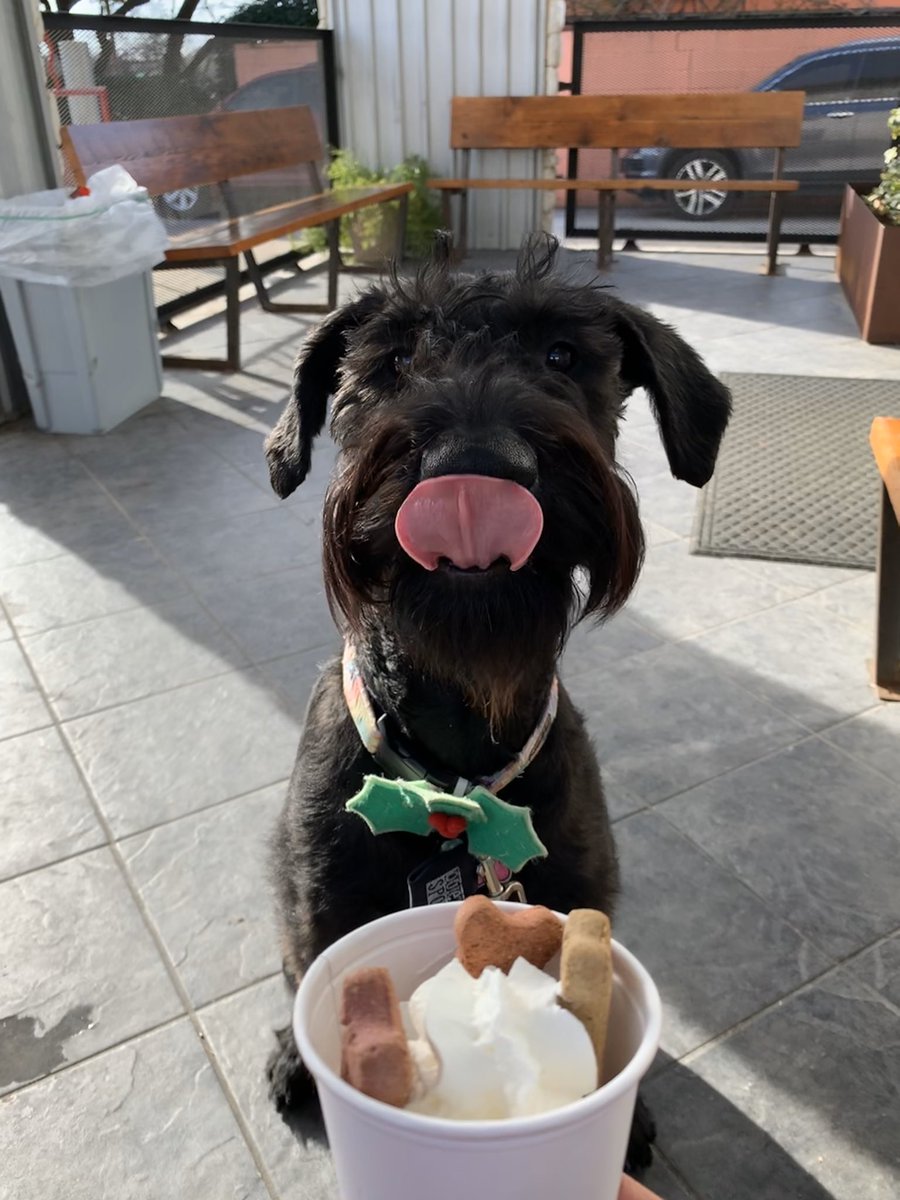 modernhepcat's tweet photo. @WhiteRockCoffee The best pupuccino. Paws down. https://t.co/oScBQTVQDz