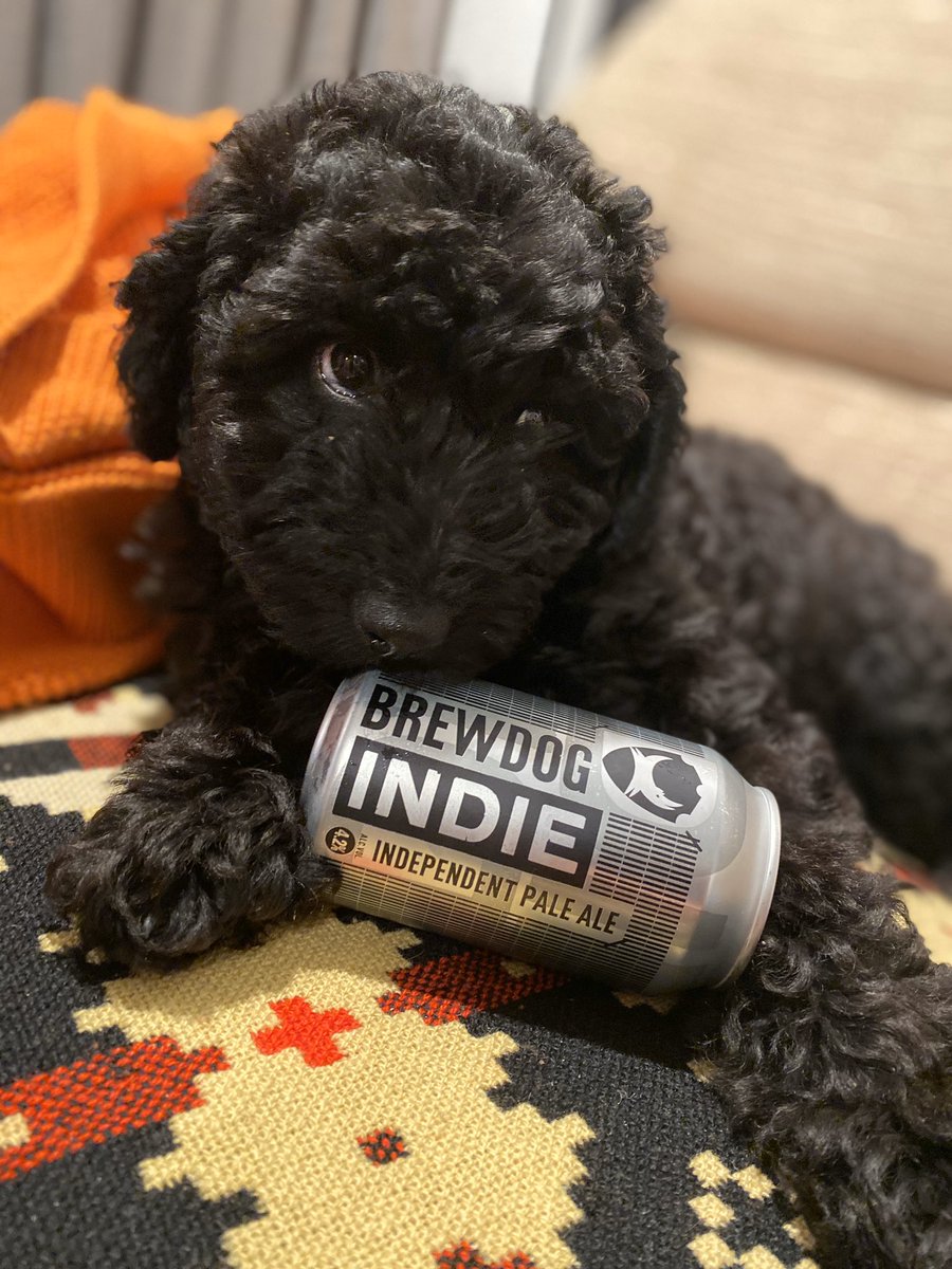 Our puppy Indie has decided she wants to be a model for @brewdog 😂