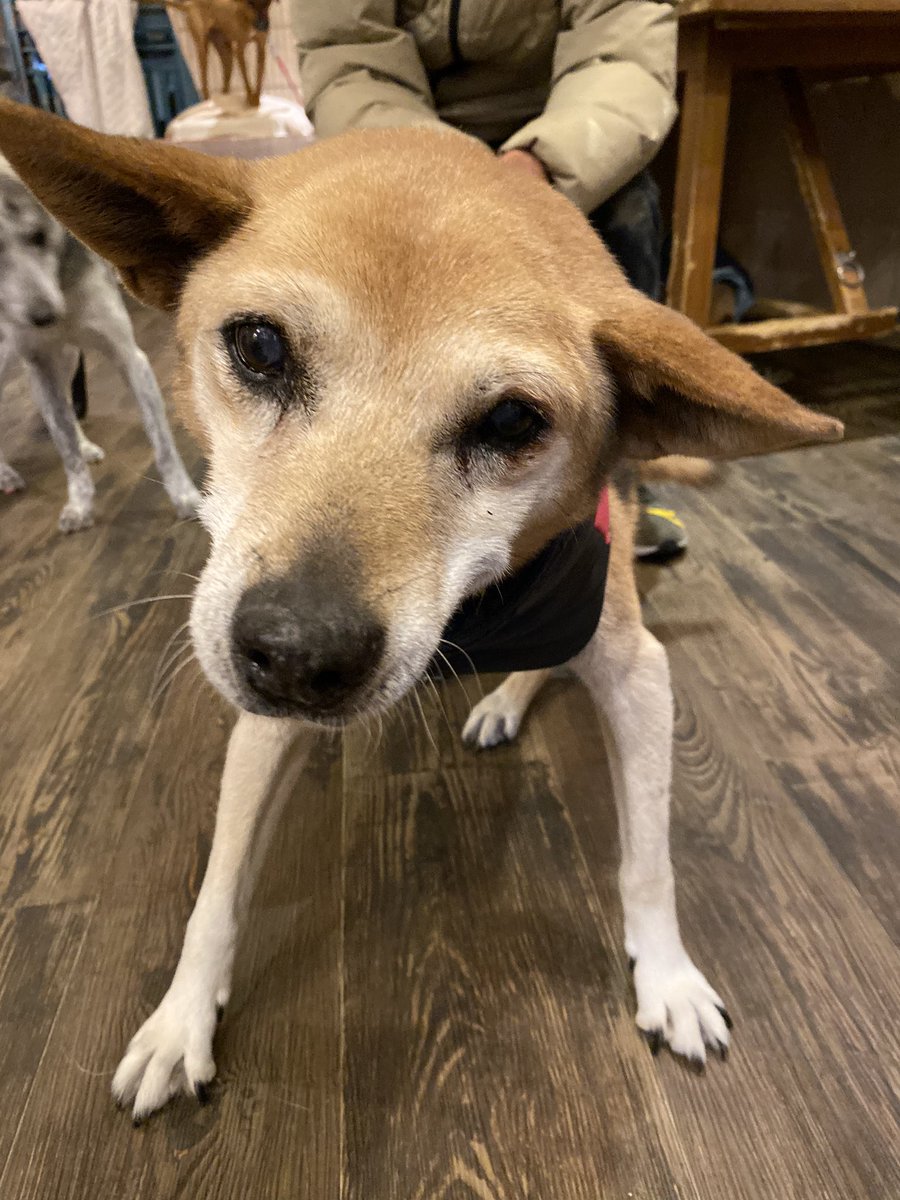 保護犬ふれあいカフェguardian