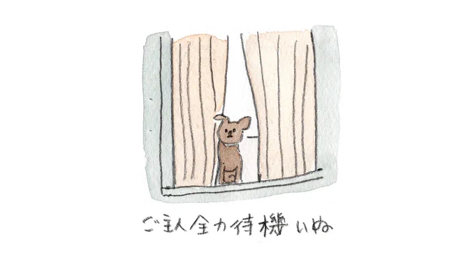 ご主人全力待機いぬ
#みんなのおいぬ 