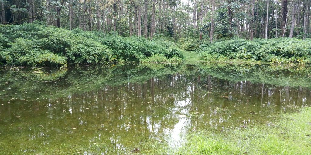 ProfKarani's tweet photo. Floods are good for the ecosystem. Many species (including endangered) depend solely on seasonal dispersal during floods to survive. However, We need better policies to reduce human suffering in the wet season. https://t.co/W9eW16us4y
