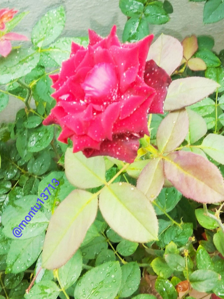 montu13713's tweet photo. @DoublemintIndia What better start of day
Than looking at rose blossoming. The small plant i planted are spreading their fragrance and beauty around and i just love to shoot them with my camera to  #StartSomethingFresh of my day.
@DoublemintIndia https://t.co/cjrJDfKIaS
