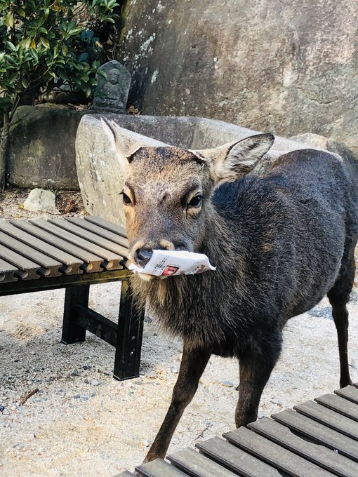 宮島の鹿は飢えてゴミを食べるという間違いについて Togetter