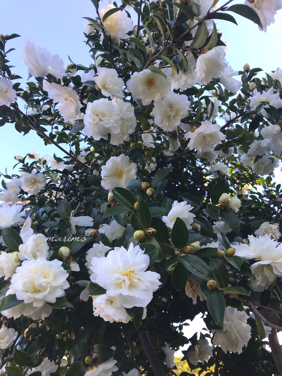 Marimo55 花 寒椿 真っ白 清楚な花 自然https T Co Pslwalwy9v Twitter