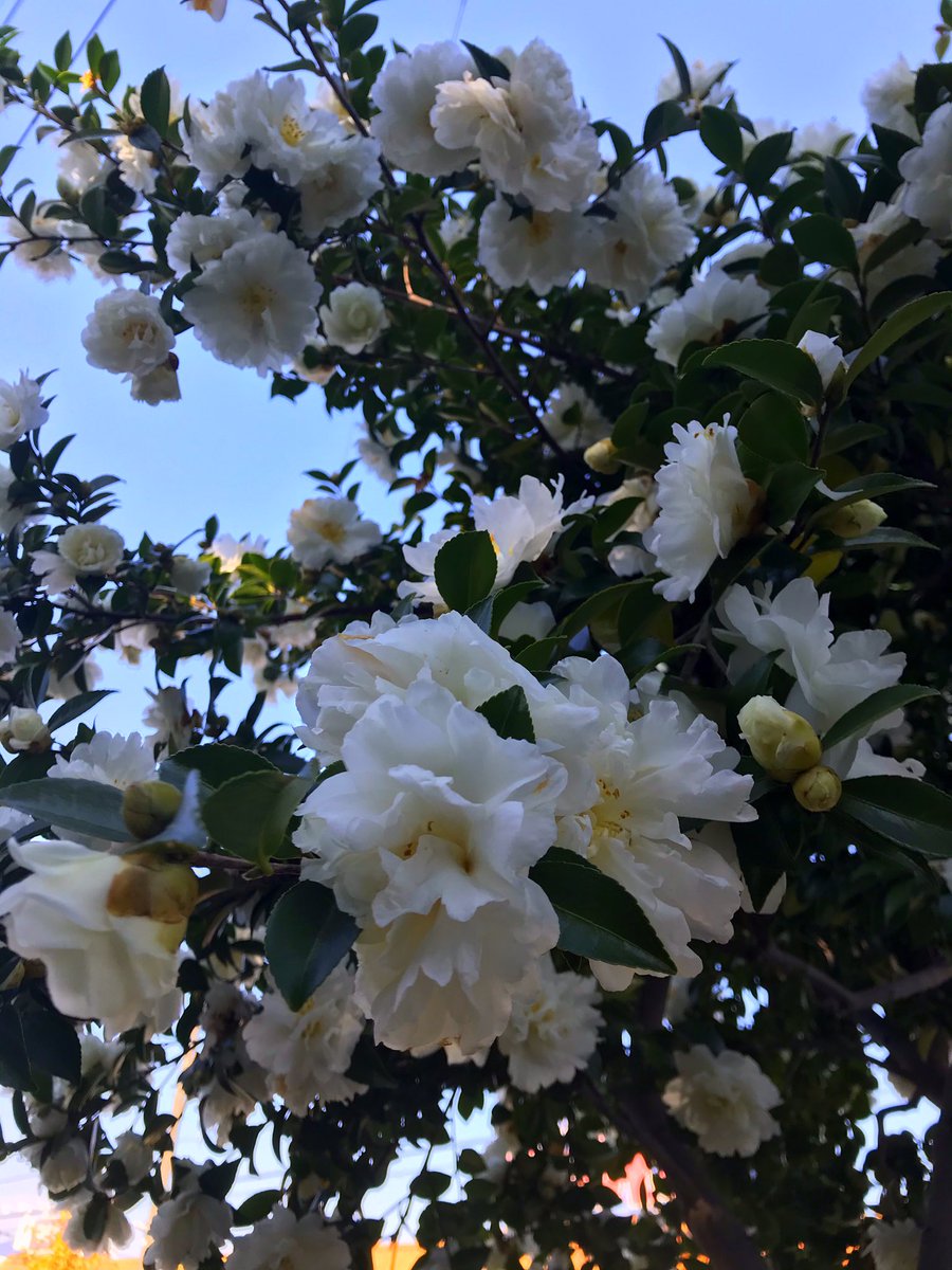 Marimo55 花 寒椿 真っ白 清楚な花 自然https T Co Pslwalwy9v Twitter