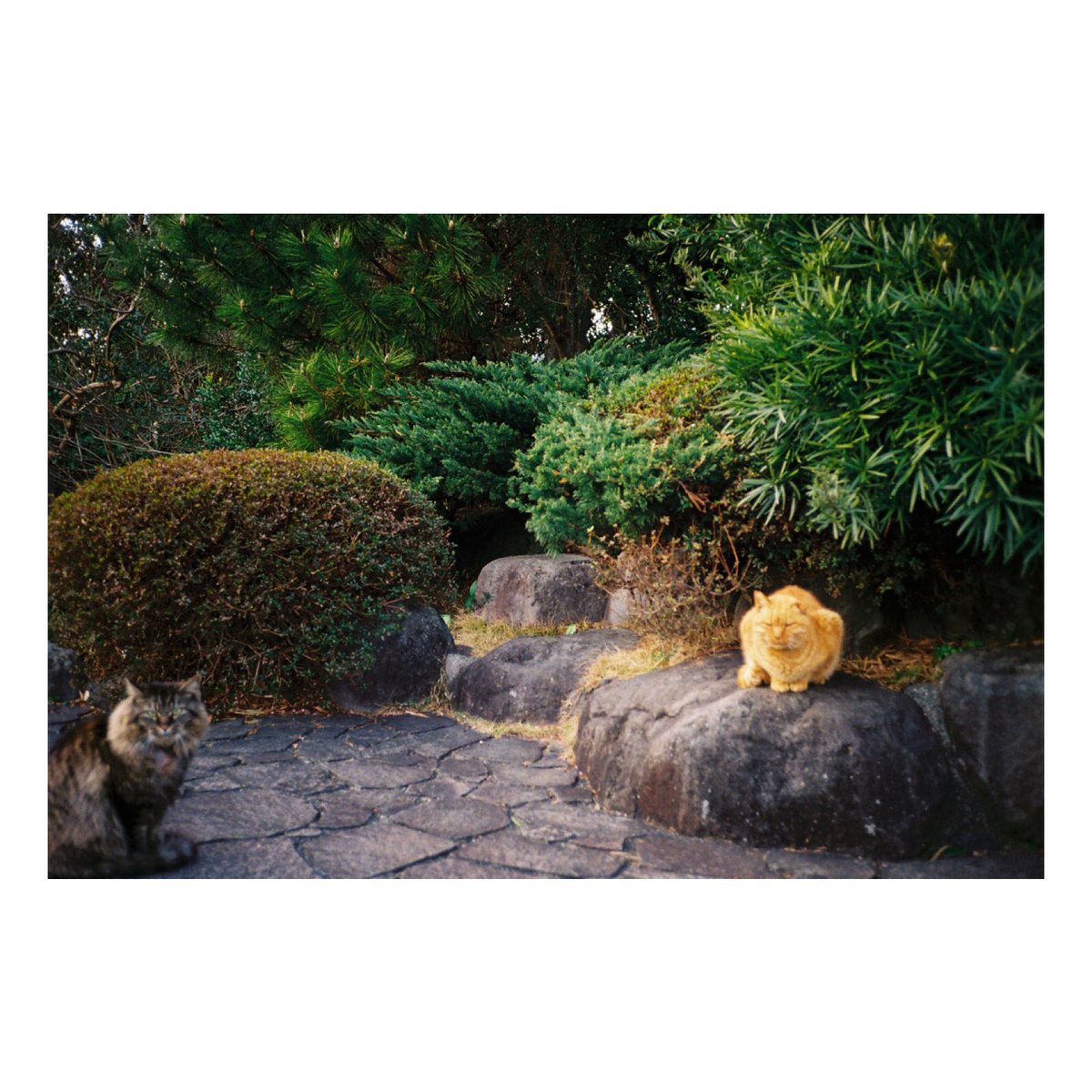 koty___'s tweet photo. #猫 #ネコ #filmphotography #filmcamera #キリトリセカイ #film #f70d #フィルム #フィルムカメラ #フィルム写真 #写真好きな人と繋がりたい https://t.co/YJ9EXQmIe1