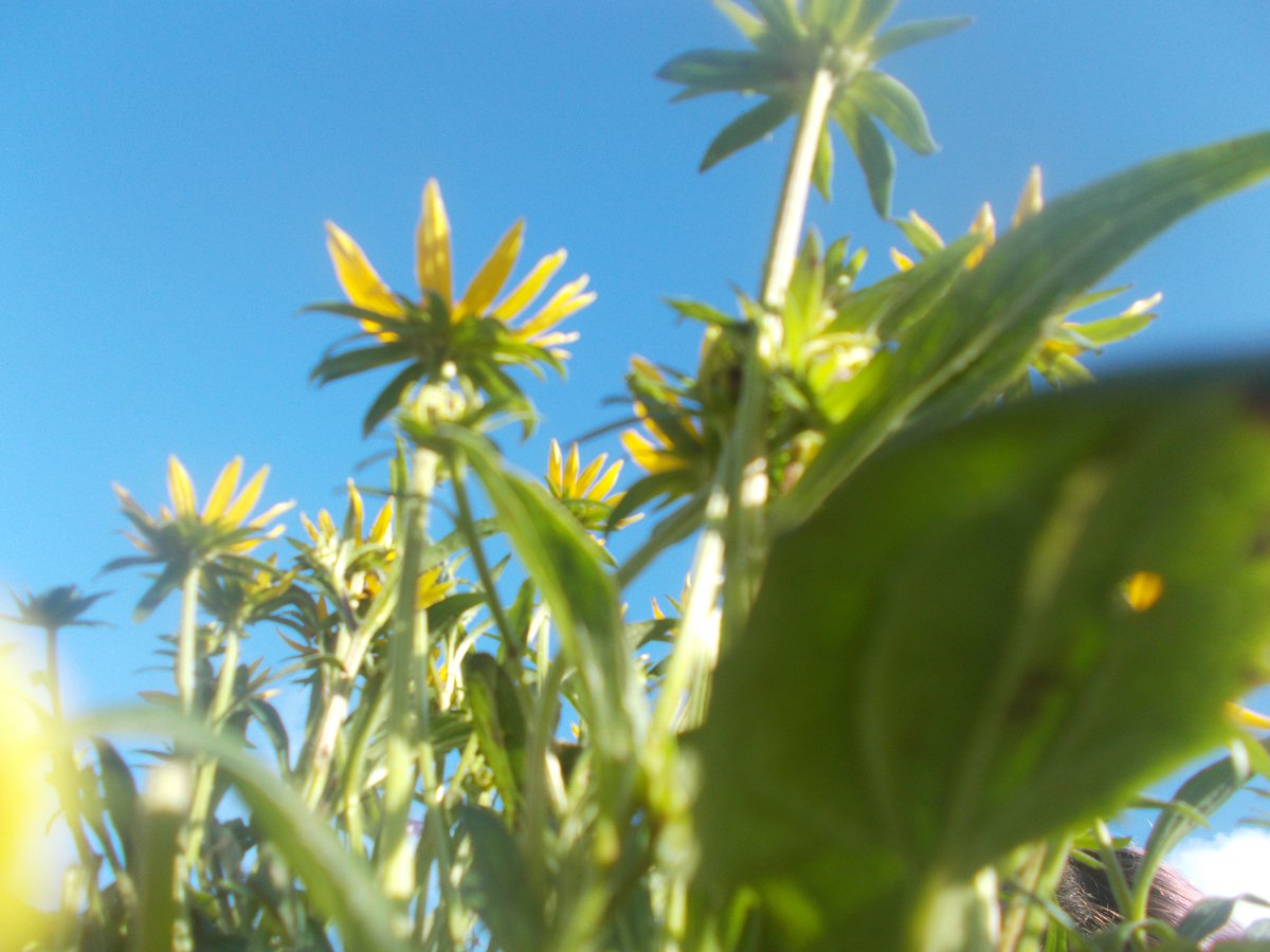 Huge congratulations to our young photographers for fantastic end of #CreativeFocus project exhibition today! Thanks to <a href="/InclusiveImages/">Inclusive Images</a> <a href="/CB4Creativity/">CashBack4Creativity</a> &amp; <a href="/ysortit/">Y sort it</a> for making it possible. Well done to photography winner Teigan for "From a small persons point of view"