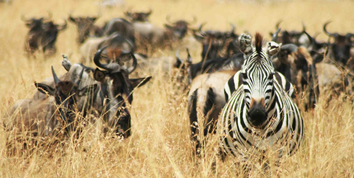 AcrossNature's tweet image. Do you want to follow the #wildebeest #migration while still warm? Thanks to our experienced tour guides you'll be in the middle of this greatest animal show on Earth to explore, experience, and enjoy the beauty of the show. Explore here, bit.ly/2OUaphl  

#Serengeti