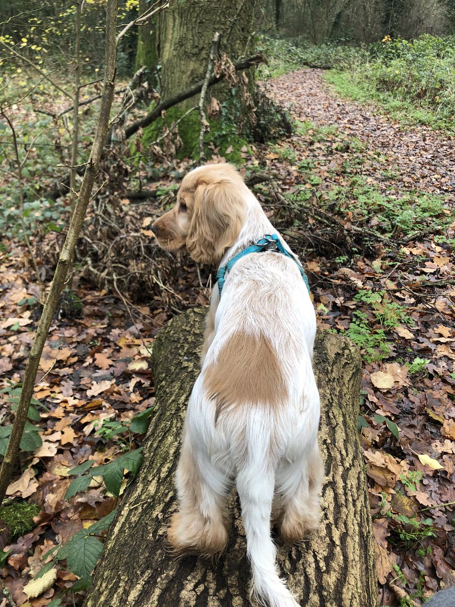 beleno's tweet photo. Olive in the forest for the first time.
#puppysfirst https://t.co/uF4YM5Tdf2
