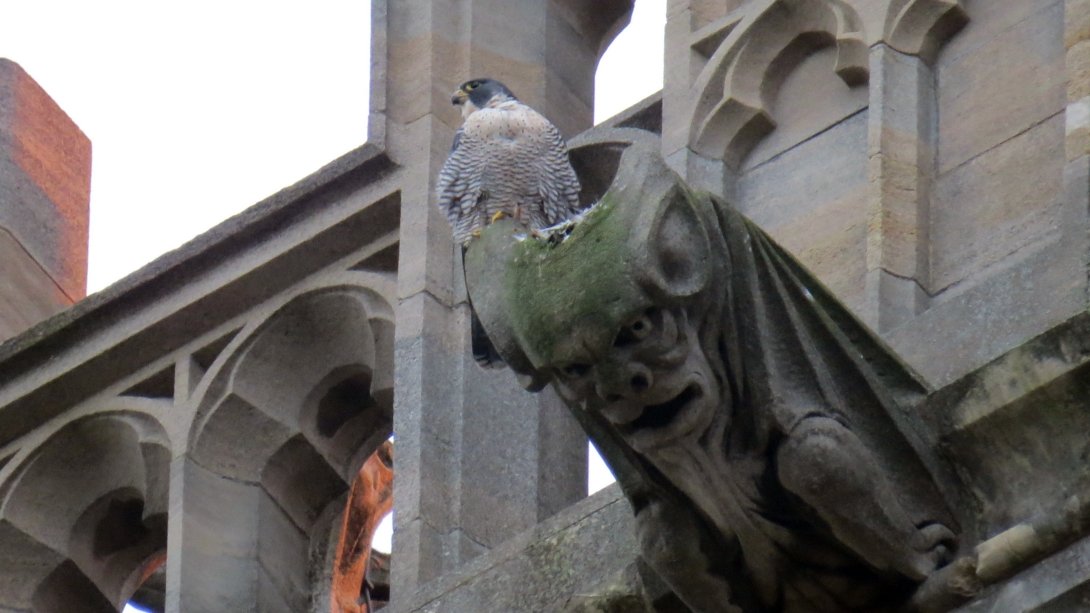 Aww The York Minster Peregrine Falcon Chicks Have Hatched