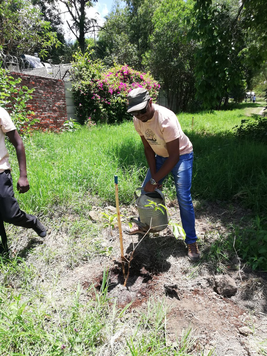 mitimasango's tweet image. @ZimTreeTrust  thank you for a good day at @BallantynePark MitiMasango we left our contribution there. We will visit time to time checking on our part of the masango
