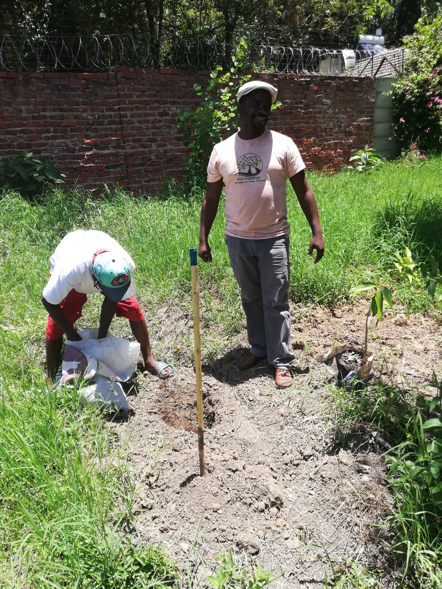 mitimasango's tweet image. @ZimTreeTrust  thank you for a good day at @BallantynePark MitiMasango we left our contribution there. We will visit time to time checking on our part of the masango