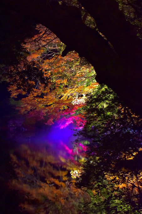 新宿御苑 紅葉ライトアップに行ってみた 世田谷ローカル Setagaya Local