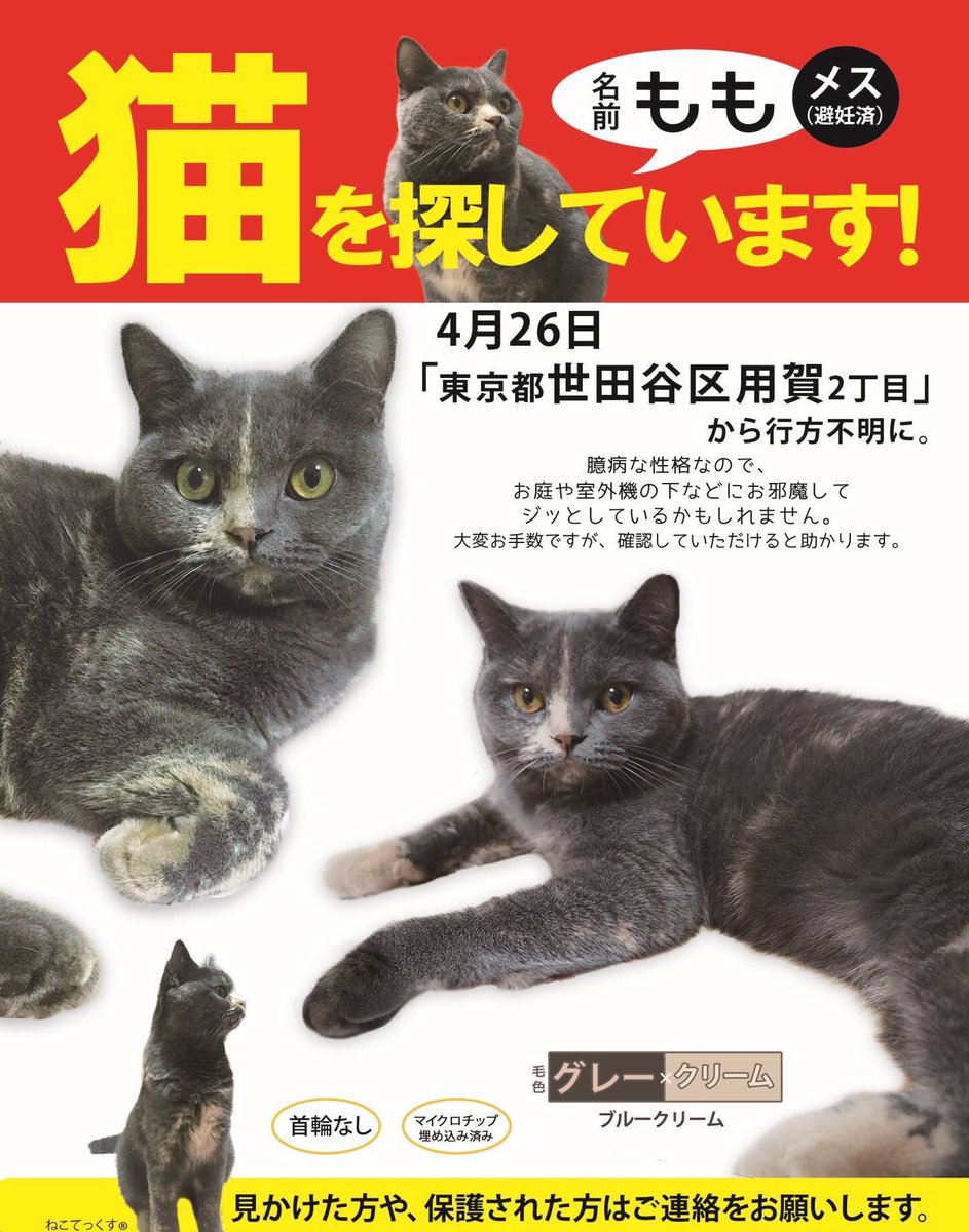 迷子猫もも 719日目 Momochan Search Twitter 迷子猫もも 719日目 Momochan Search Twitter