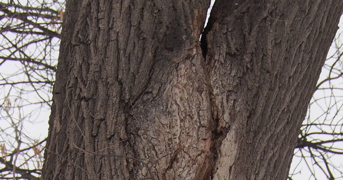 KYPlantDisease's tweet photo. It might be a great day to check your trees. Once leaves fall it can be easier to spot cracks and cankers. This article from University of Minnesota Extension offers some great advise on checking your trees. 

#treecheck #trees

https://t.co/8UtrslkrTw https://t.co/UqYb86X2CL