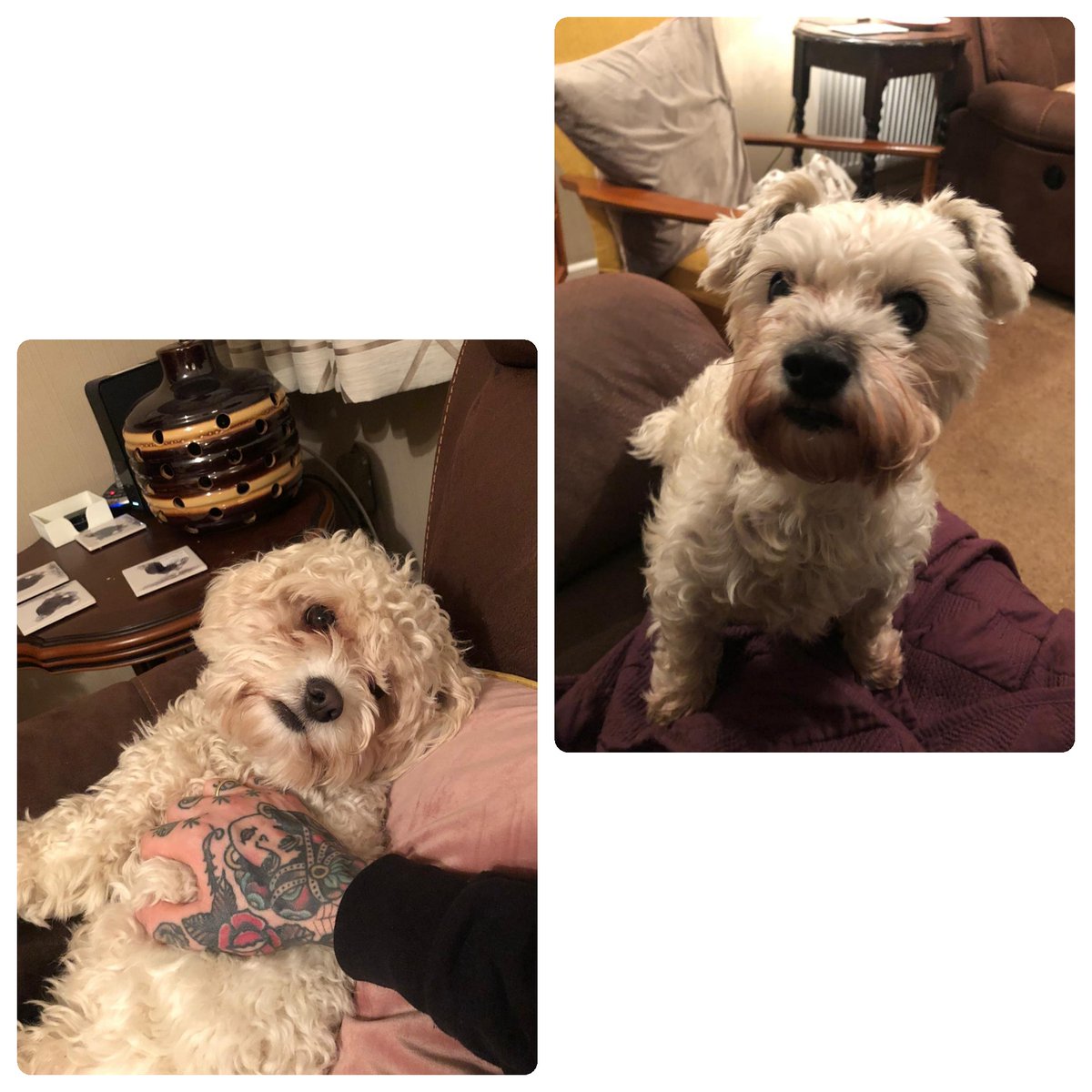 muttstrutswales's tweet photo. We are now offering overnight house sits, where we can stay at your home and keep your furry friends company while you're away. This will include evening and morning walks. Last night Alex had a lovely cosy night in with Mabel and Daisy while their owners were at a wedding😊 https://t.co/0Ejb65Jx3n