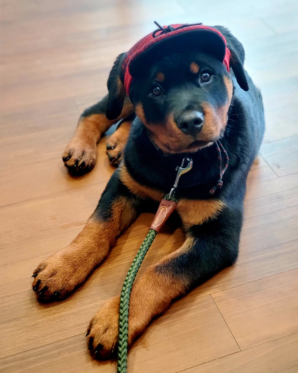 stormy kromer dog hat