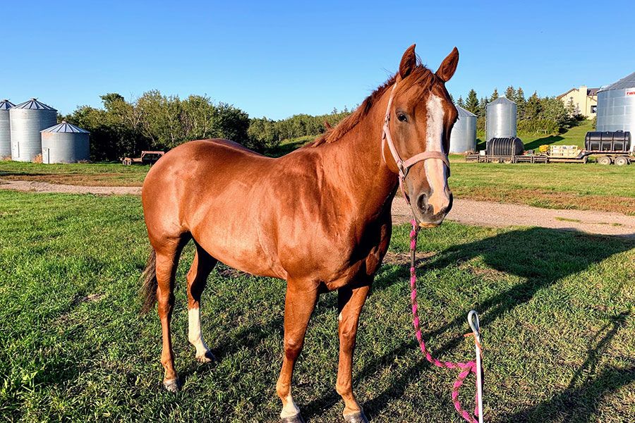 calgaryjournal's tweet photo. Ever wondered how a horse can help out stressed students? Now is your chance to find out. #drums #horsebackriding #mentalhealth #stressedstudents https://t.co/izqdbBvCSZ https://t.co/Y9E3SQX3t8