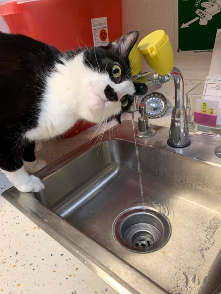Fairfax Animals Fairfaxanimals Twitter