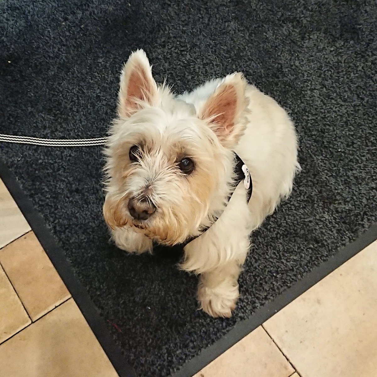 Gille_RM's tweet photo. Cleo beti adi.
#Euskalherria #Basquecountry #Cleo #Westie #Westies #Tabernan #Itxaroten #Posando #Atenta #Adi #Esperando #Politena #Maitasuna #Laztana #Perrita #Lovedogs https://t.co/t1PrvHhX1Y