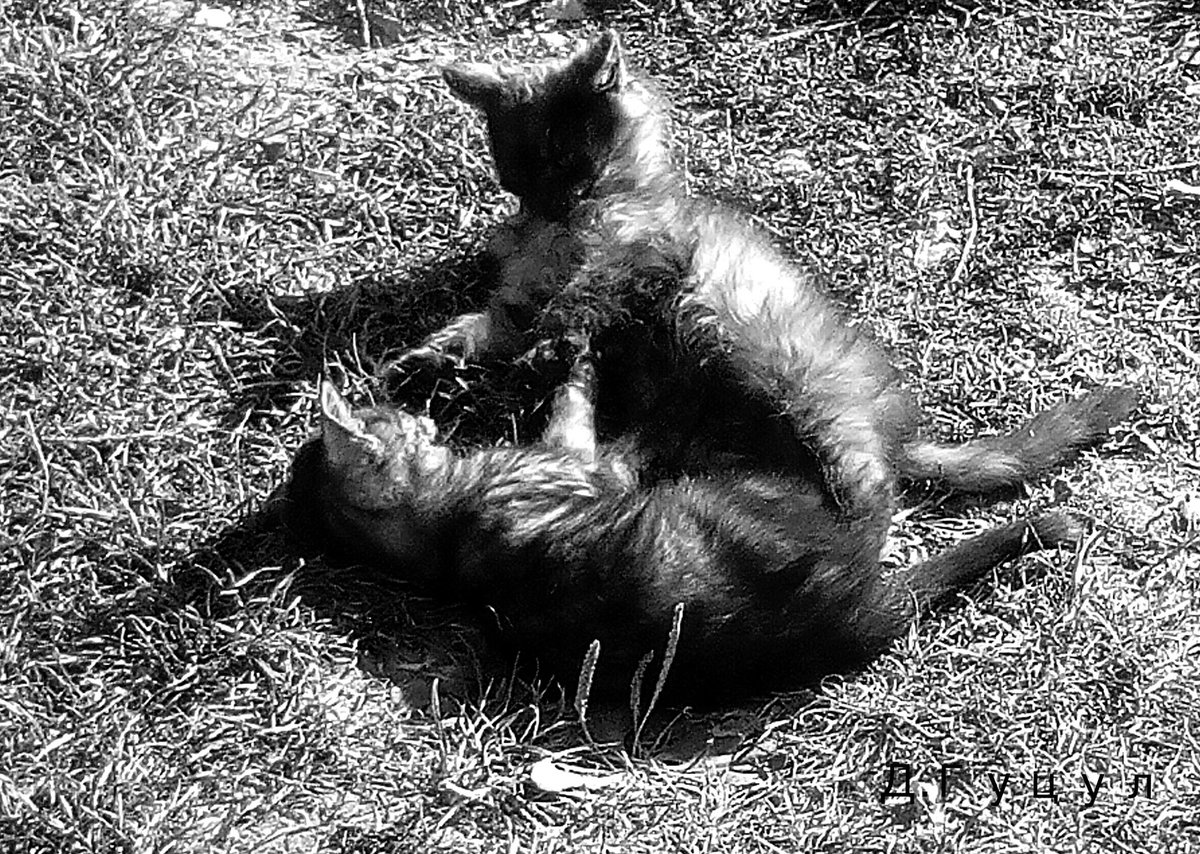 Dmitro (@dbrovchuk) on Twitter photo 