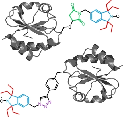 ChemBioChem's tweet photo. #Bioresistant isoindoline-based nitroxides for site-directed protein #spinlabeling show good half-lives in bacterial and eukaryotic cell extracts (Drescher et al. @UniKonstanz @TU_Dortmund @Uni_Tue) #EPRspectroscopy https://t.co/8qHk7UPDRN https://t.co/5JkXfeccOL