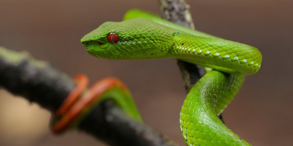 savethesnakes's tweet photo. Unfortunately, most of the antipathies that surround #snakes are guided by ignorance or misunderstanding. While snakes may not be the most popular animal on the planet, have you ever wondered why they might be important? 
https://t.co/iilKMkOEAf https://t.co/0Ls3Cb6VOq