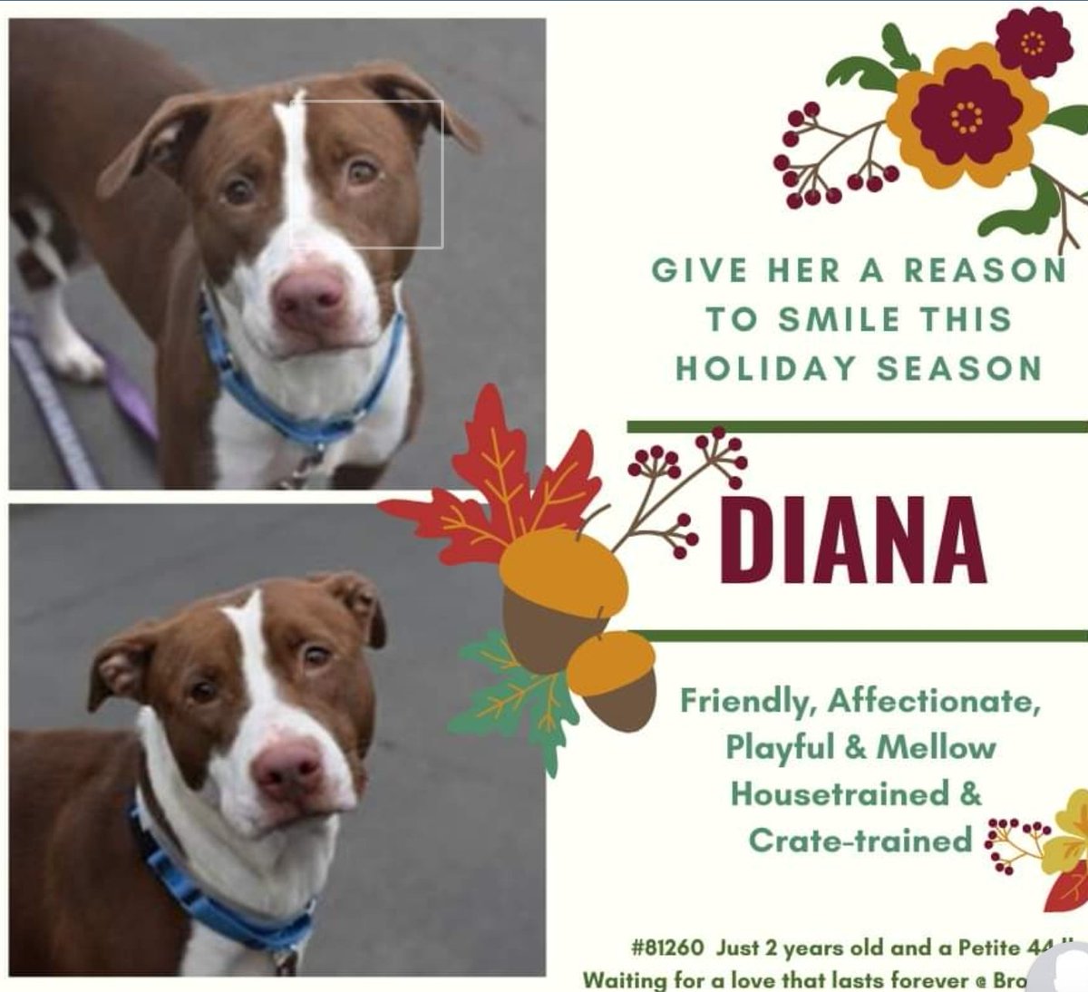 ginachron's tweet photo. DIANA 2yr #81260 #BrooklynAC TO DIE SAT 7 DEC. Was listed. Owner reunited. Dumped again💔. Shy, friendly, playful. Pls open heart +home (kids 13+) before they kill lovely Diana🙏 Pls Email MustLoveDogsNYC@gmail.com to #Adopt or #Foster🙏#Pledges https://t.co/46jBORgn7n DESPERATE https://t.co/T11KKbtRJS