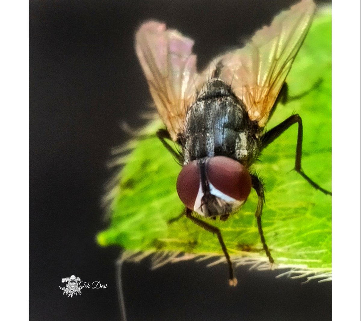 _tehdesi_'s tweet photo. Fly #macrophotography #macrophoto #photography #nature #totalinsect #total_insect #insect_of_our_world #joyful_macro #universal_macro #great_macroshotz https://t.co/OdXxe04W9f