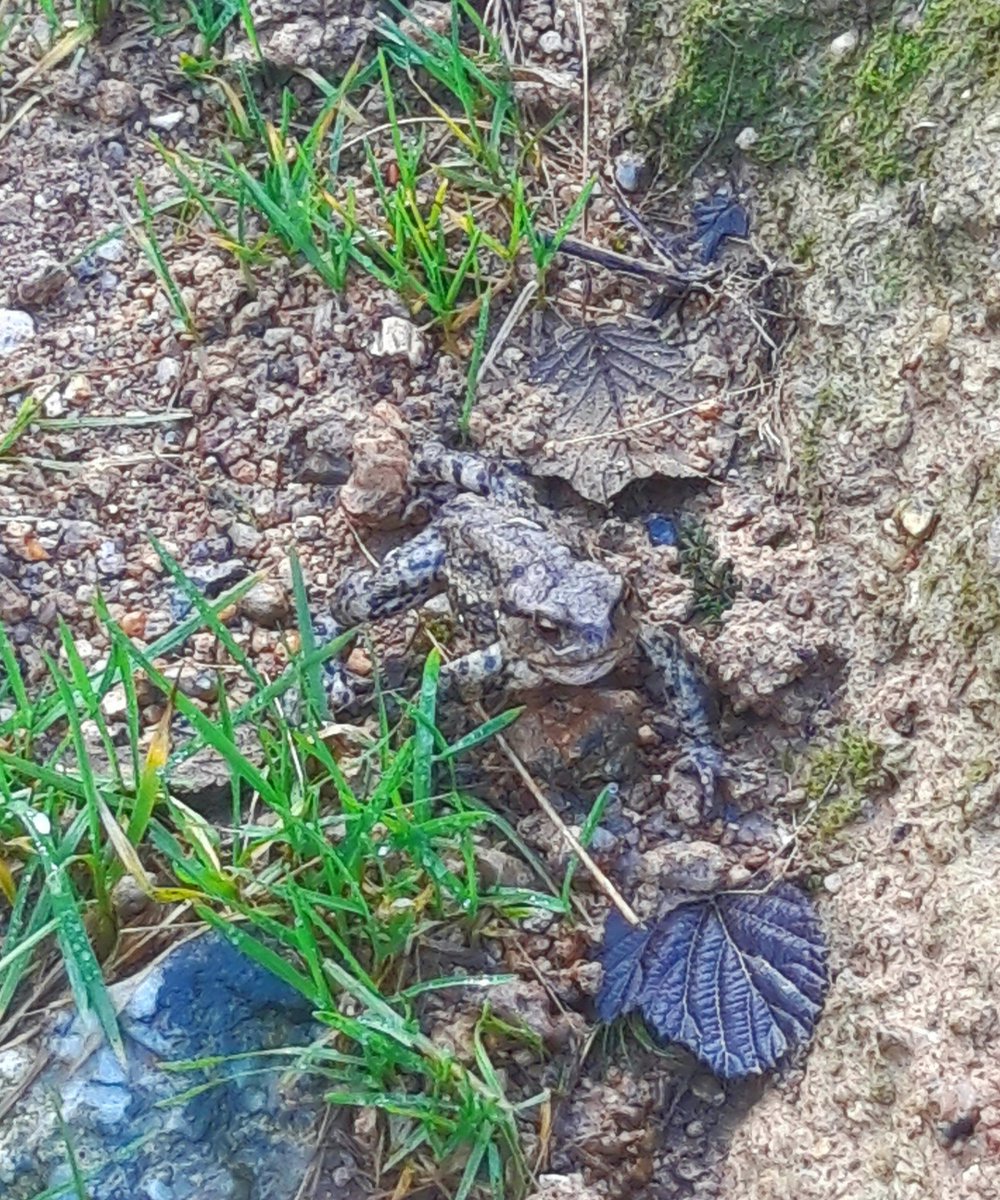 Some  #PrehistoryOfPenwith from today's walk. And a frog, obviously.1. Tregeseal East Stone Circle2. Chûn Quoit3. Chûn Castle4. Frog/Toad/Thing. Well camouflaged this little fella. I nearly trod on him.