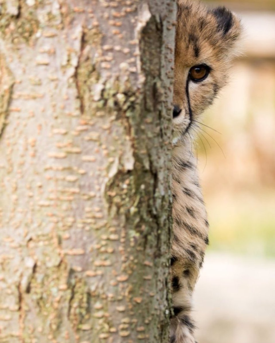 CincinnatiZoo's tweet photo. Peek-a-boo. We see you Kris! This speedy cub weighs around 24 pounds now! #Caturday https://t.co/jpdUAVCg6g