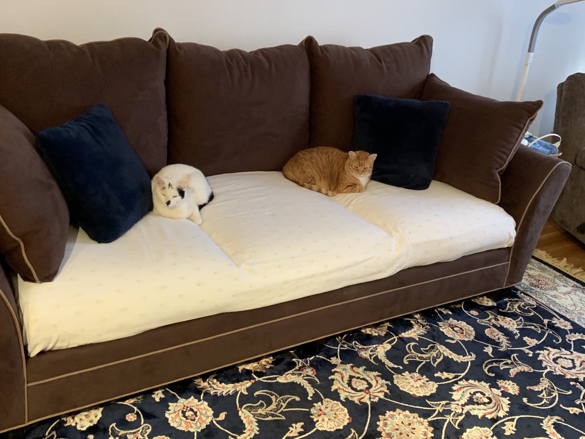 CuteT816's tweet photo. ⁦@AmyFreeze7⁩ #Supercatsaturday  Gemma and Simba https://t.co/V8UsEwpdGB
