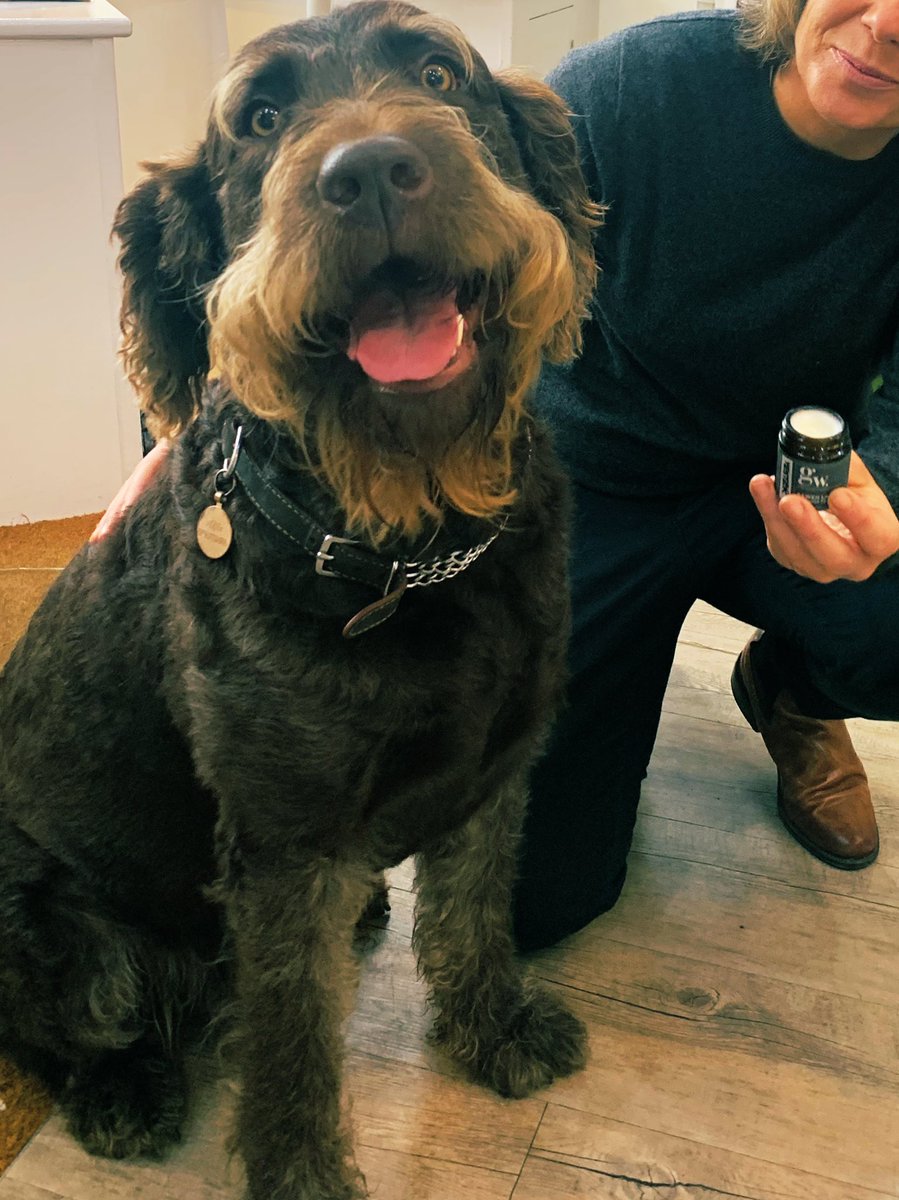 TheGoodwashCo's tweet photo. Lovely to see Ralf #labradoodle pop into @PopUpCowbridge today for some #stockingfillers #beardbars #pawbalm #perffaith 🐾 https://t.co/zp9VwQ2DeL