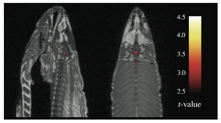 2) Running the data through SPM processing showed 3 significant voxels aranged along the midline of the salmon's brain.