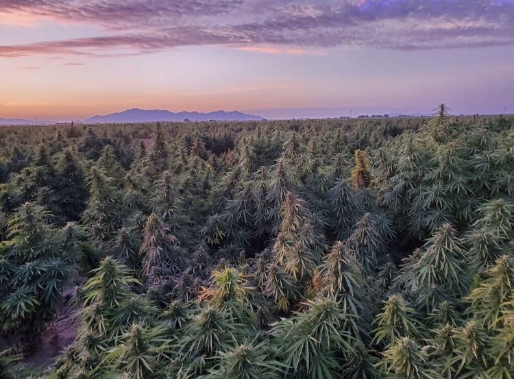 HempDailyLiving's tweet photo. Nothing beats a #farmsunset
•
•
•
#sunsetphotography #sunsetlover #sunsets #sunset_pics #sunset_love #sunset_lovers #hempfields #hempfield #hempfarming #hempfarmers #hempfarmersofamerica #hemp #hempflower #hempflowers #hempcommunity #hempbusiness #hempmarket #hempindustry https://t.co/guXLe0QHgh
