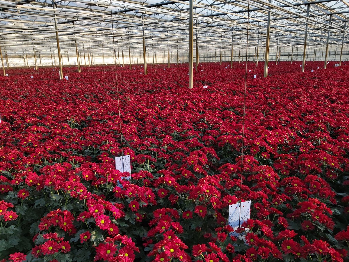 Kerst komt er aan .
Rood is de kleur🤣