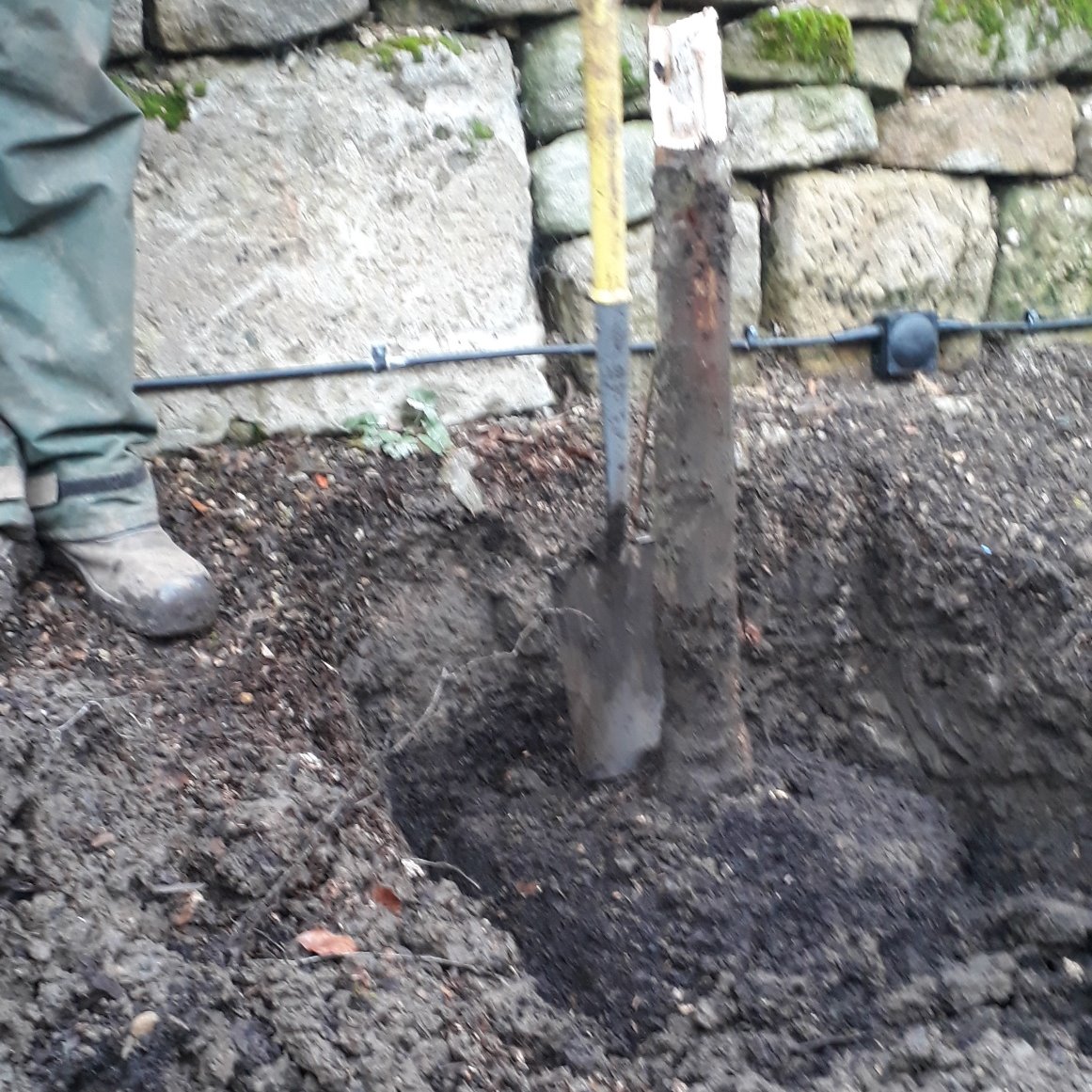 MaturePlants's tweet photo. This is what happens when you plant #trees too deeply! This used to be a row of pleached Hornbeam, planted a foot too deep by builders who thought it would mean that they wouldn't have to stake them. Very dead trees. #treeplanting #asktheexperts https://t.co/ikUUCyNm9d
