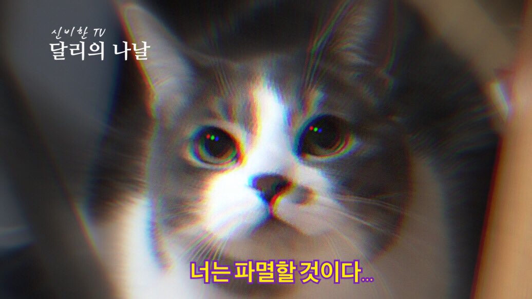 달리의 나날 tweet media