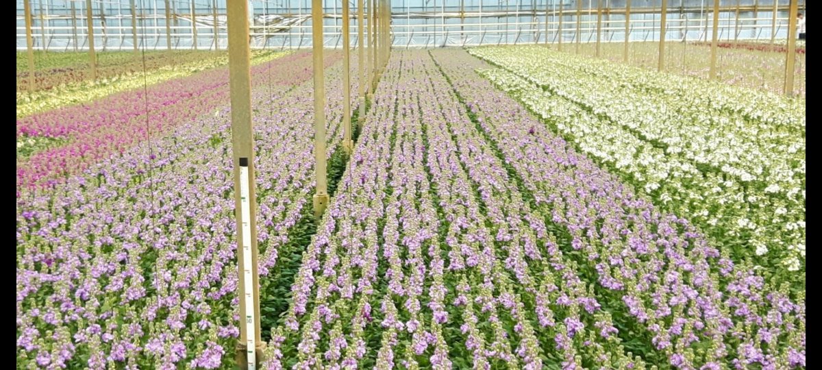 Voor wie geen Rood wil hebben we ook  alle kleuren violieren.
violieren.nl