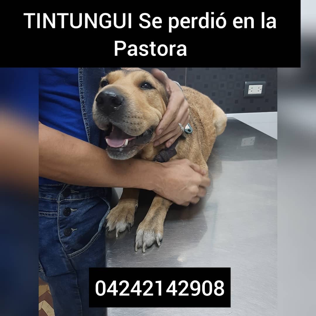 BibCentralUCV's tweet photo. Ayudanos a ubicar a nuestra perrita Tintungui, ya que el día de ayer se escapó del lugar donde la estaban cuidando en la Pastora. Esta enferma y necesita ser operada de inmediato. Quien tenga conocimiento de su paradero le pedimos nos informen a la Biblioteca Central. Gracias. https://t.co/oqB7N3HWYM