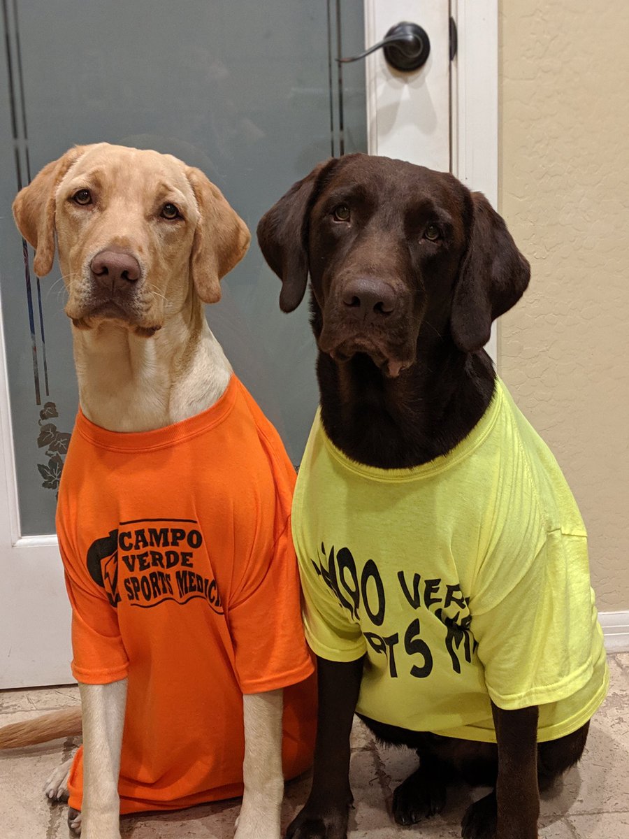 Campo therapy dogs are Campo crazy - good luck today- let's go Campo! They are with you in spirit🧡💚 <a href="/CvSportsmed/">CVHS Sports Medicine</a> @coachragsdalecv <a href="/kaetlynb13/">Kaetlyn Blackburn</a> @CVHSMrsCox